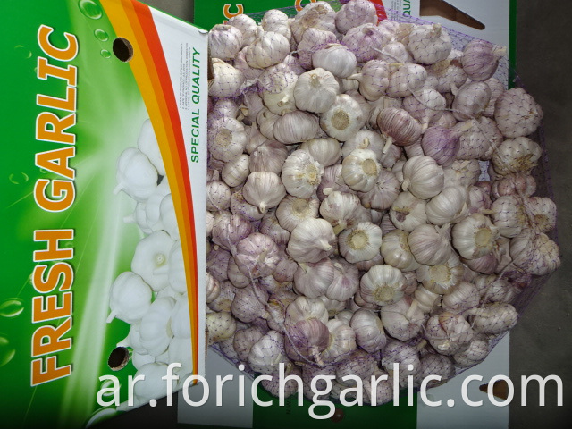 Fresh Garlic Normal White 2019